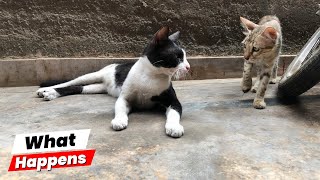 Tuxedo cats always scaring the kitten