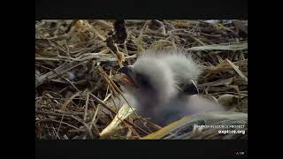 Morning Feeding For Newly Hatched Eaglets at Decorah North Nest 03.27.2024 (explore.org)