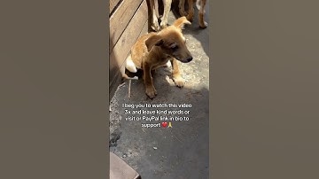 Donation link in bio - Every bit counts 🙏❤️ #trending  #fyp #viral  #youtubeshorts