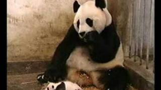 Panda Fart Or Sneeze?