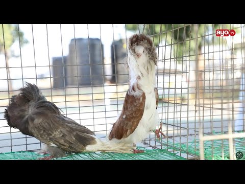 NJIWA SIMBA ANAUZWA BEI KULIKO NG OMBE NI WA KIFAHARI MILIONI 1