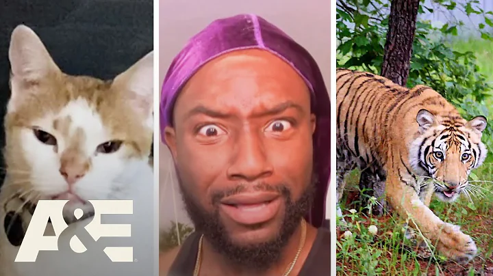 Neighborhood Wars: Most Viewed Animal Moments | A&E