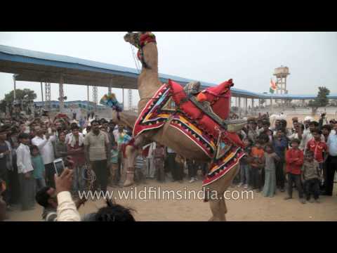 U.A.E. Abu Dhabi - Lively Al Ain camel & cattle market 