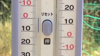 日本ミツバチの観察　遮光ネットをかけたら混乱