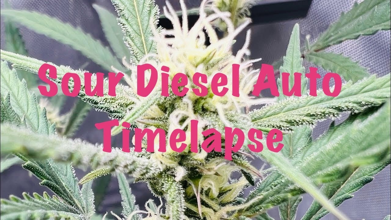 Sour Diesel Auto Timelapse