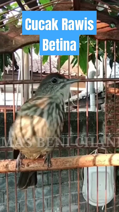 Cucak Rawis Gacor