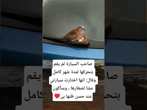 صاحب السيارة لم يقم بتحركها لمدة شهر كامل وقال انها اختارت سيارتي عشا لصغارها وسأكون عند حسن