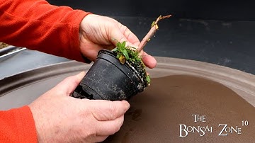Repotting My Bald Cypress, The Bonsai Zone, March 2023