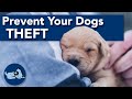 How to Keep Your Dog Safe from Dognapping!