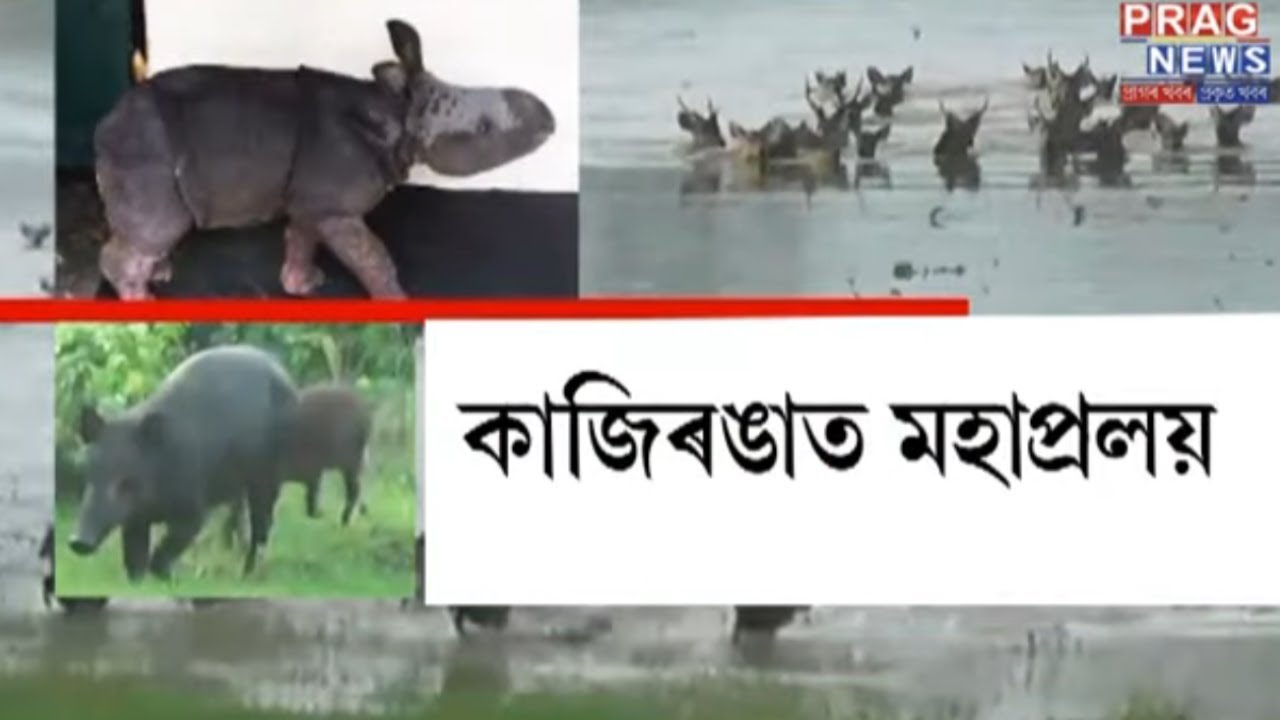 More than 200 animals left dead in Assam after destructive floods!