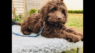 Rolo  10 Week Old Australian Labradoodle  6 Weeks Training & Socialisation