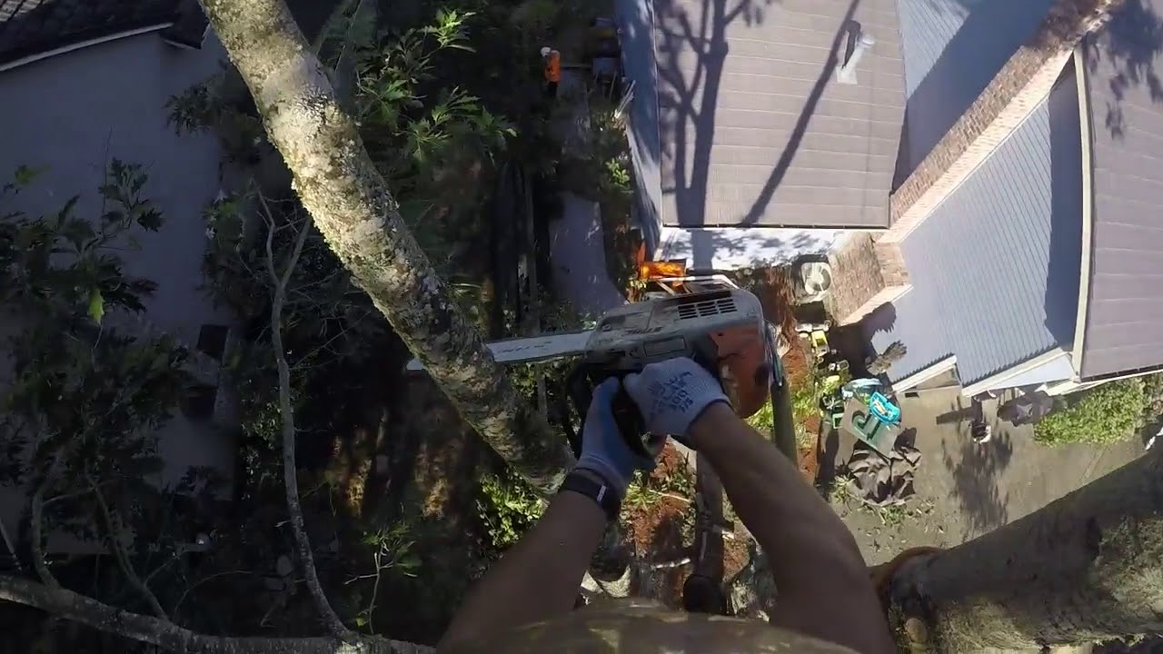 Oak Tree Removal - YouTube