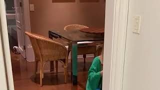 Eliana Canta À Música Dos Dedinhos Para Manuella