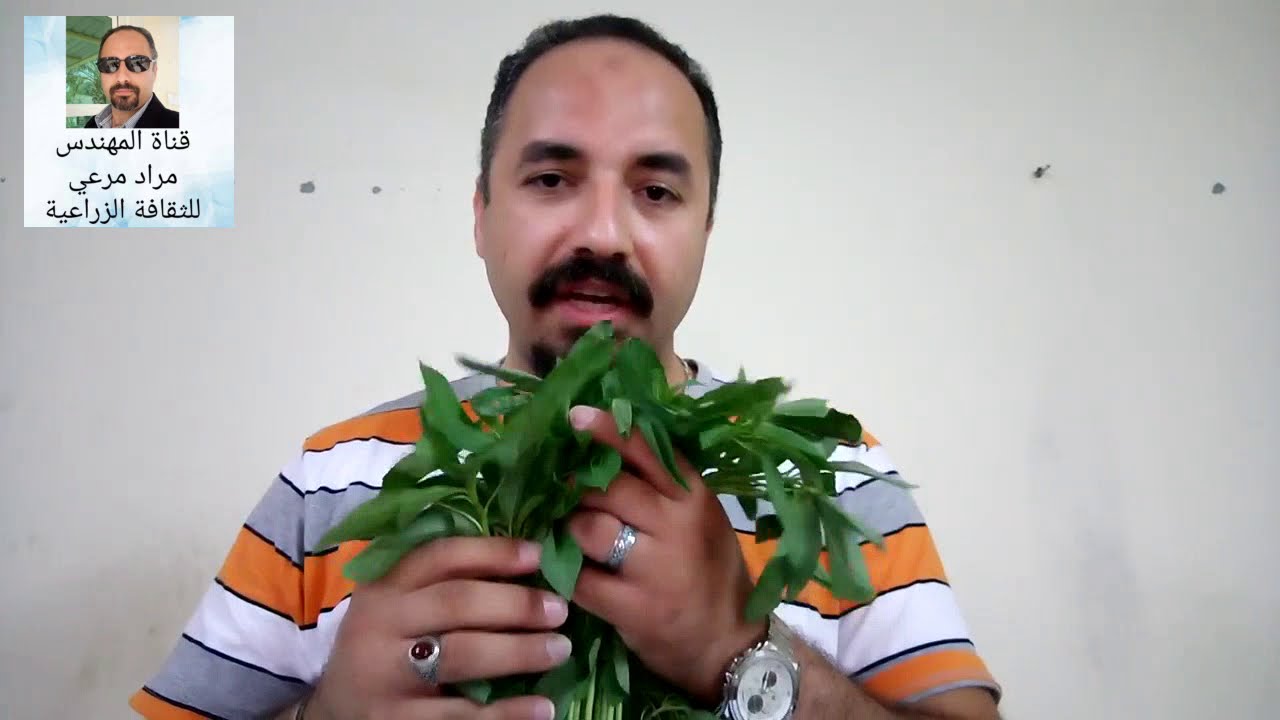 ملوخية طرق تكاثر وتسميد ورى والامراض Corchorus حلقة 68