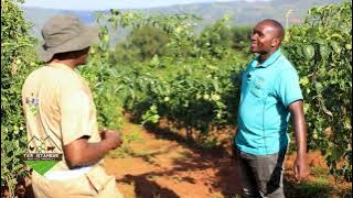 Ubuhinzi bw'amatunda | Passion Fruit | Tera Intambwe Muhinzi Mworozi