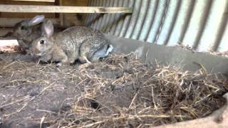 Rabbit Cam