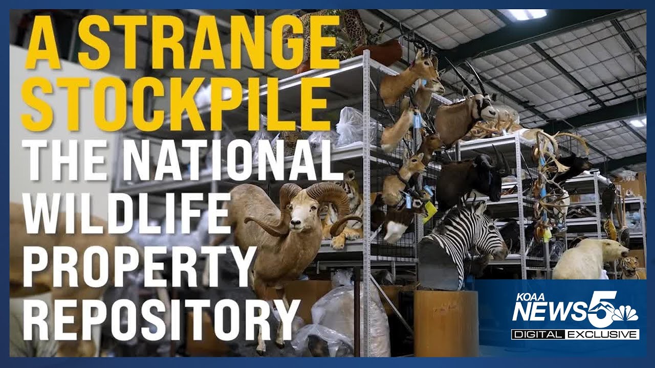 A Strange Stockpile: The National Wildlife Property Repository