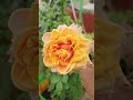வருடம் முழுவதும் ரோஜா பூக்கள் தரும் காப்பர் ரோஸ்#rosegarden #rosecaring #organic# 73582 70543 🌹🌹