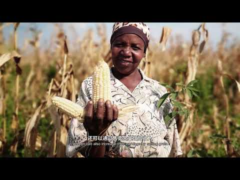 Tanzania: simple technology, big harvest