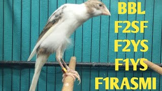MATERI BAHAN F2YS, BBL, F1YS, F1RASMI    !!!    MONGGO DI GAS BOS Q