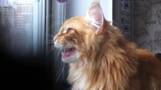 Крупный Мейн-кун зовёт маленькую птичку(, 2011-11-04T16:00:21.000Z)