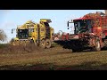 Ropa - Holmer - Vredo - Claas / Rübenernte - Harvesting Beets  2023