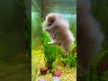 Finger-sized Pomeranian paddles with koi 🐶🐠 #meydigitalspace #animals #dogs