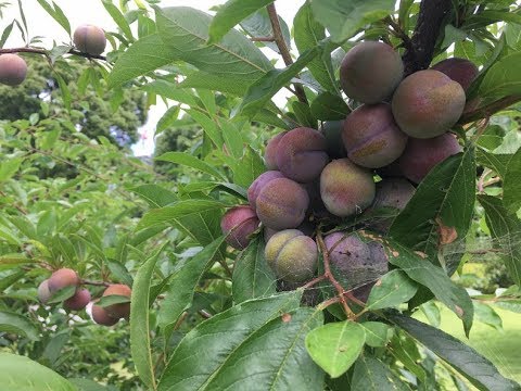 ভিডিও: পাথর থেকে ক্রমবর্ধমান Persimmon