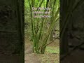 #ghost #horror #ghostarea #para #natur #subscribe #scary #paranormal #foryou #fypシ゚viral
