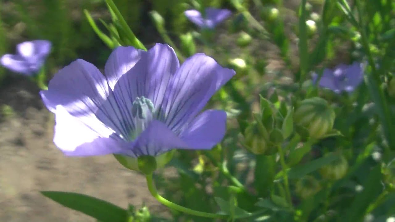 亜麻王国北海道 北海道ファンマガジン