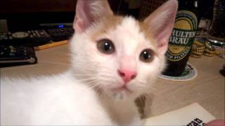 Spartacus nibbling my finger 2014 07 18