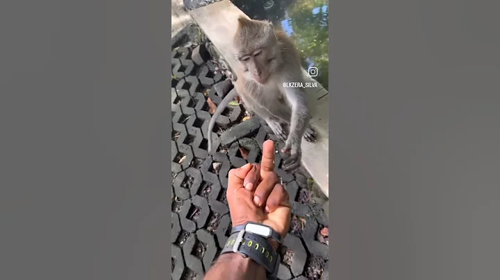 monkey🐒🐒 funny reaction jab usne middle finger dekha #viral #monkey #funny #animalfunnyscene
