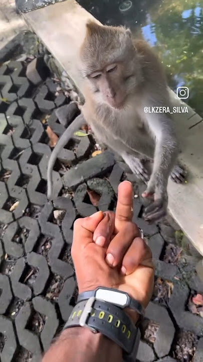 monkey🐒🐒 funny reaction jab usne middle finger dekha #viral #monkey #funny #animalfunnyscene