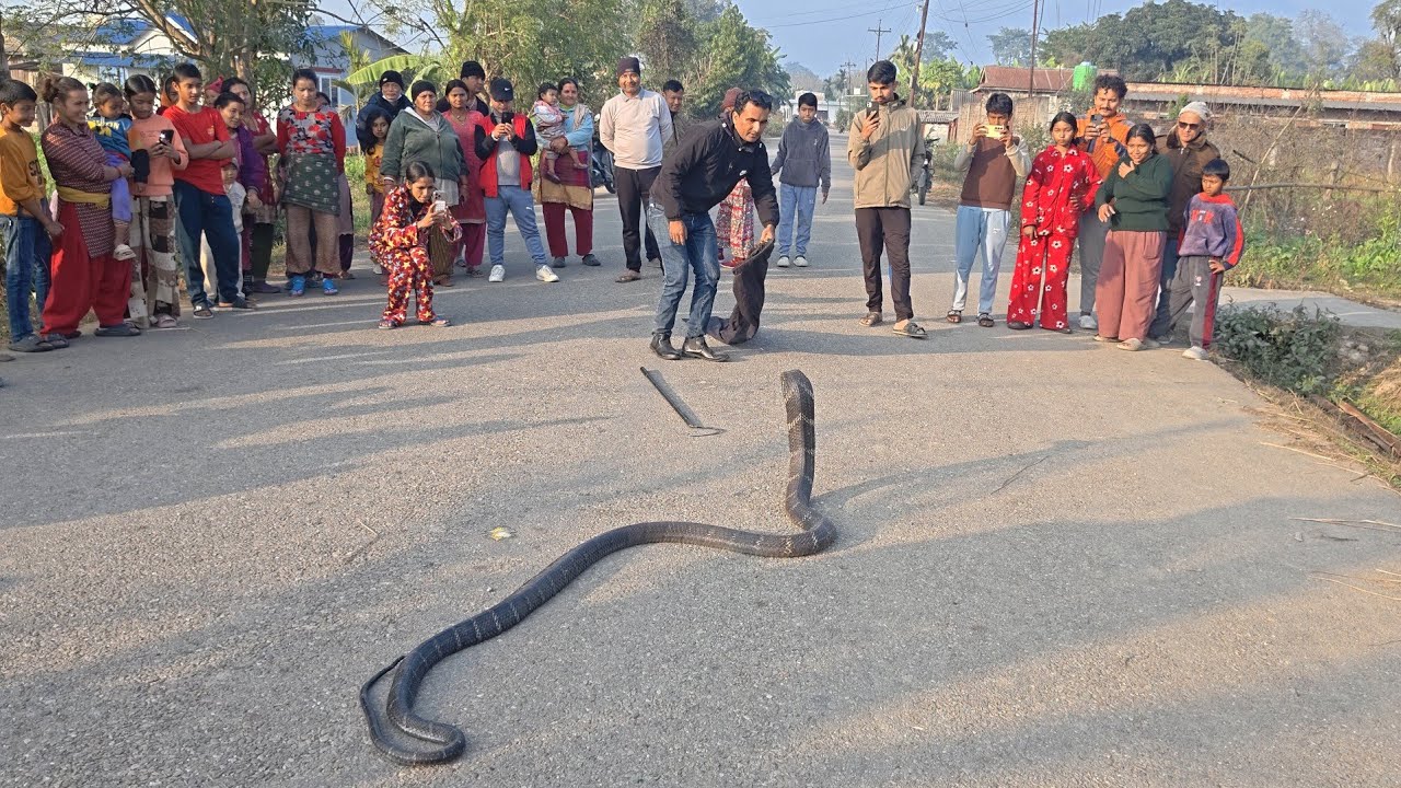 🐍 😱 King cobra snake rescue in Nepal ! सबै भन्दा ठूलो र खतरनाक किङ कोब्रा सर्प भेटियो आज !!