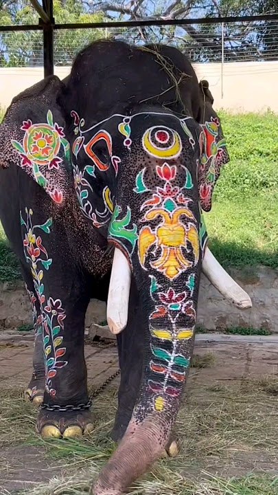 #song #coversong #music #elephant #arjun #arjuna #viral #love #tamil #gum #shots 🙏😭🙏😭