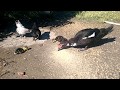 Amerikan ördek yavruları / Nasıl beslenir / Suyu sever mi ?
