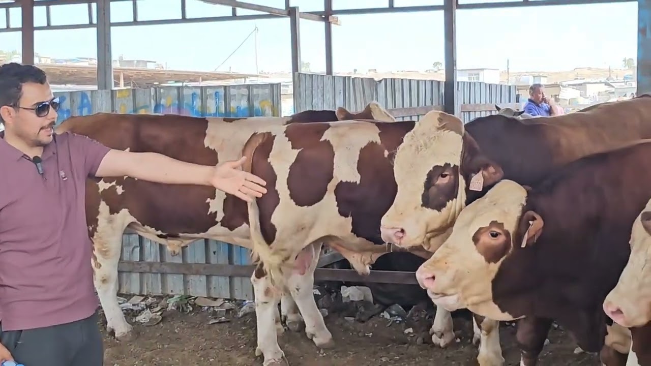 سوق البقر في اربيل إقليم كردستان العراق #سوق #بقر #بقرة #لحم #مزاد #جوبه #كردستان #اربيل