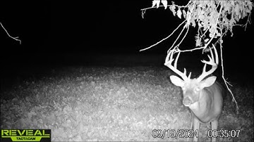 Trying @BowmarBowhunting  secret scrape scent for the first time !!