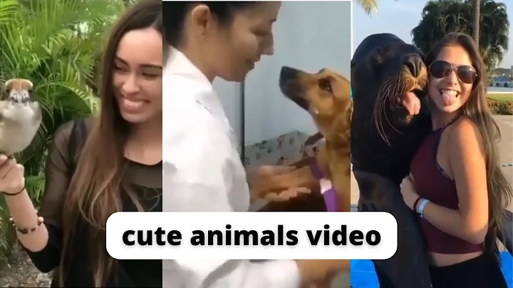 Video 11239191: animals funniest cats dogs, cute cats dogs funniest, funniest cats dogs funny