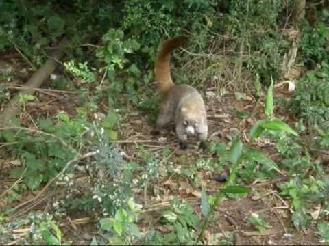 coati @puertoroger