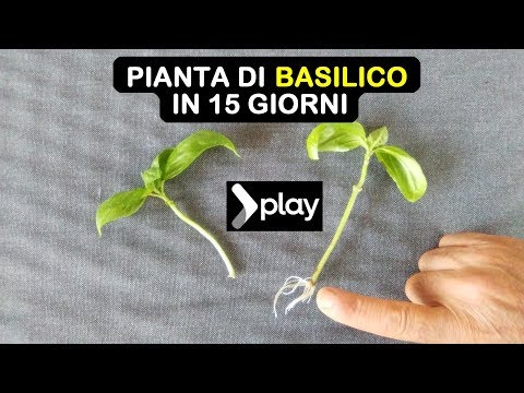 Video: Ieri oggi e domani Propagazione delle piante: coltivare talee o semi di Brunsfelsia