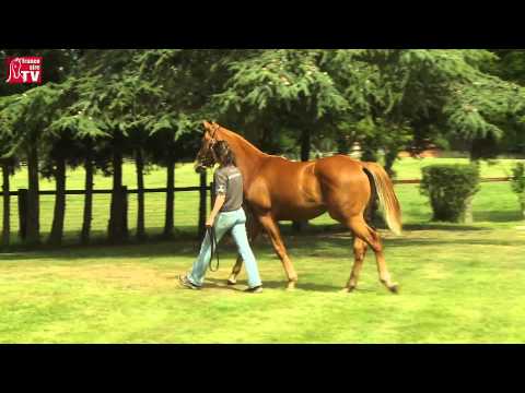 Arqana August Sale