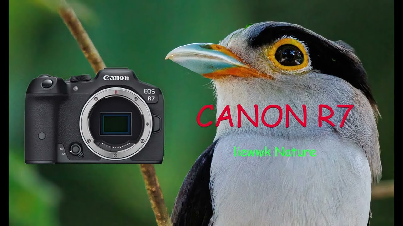 Canon EOS R7 for Wildlife Photography - Hands on test