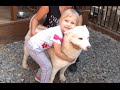 Контактный зоопарк собачки Хаски и лошадки Развлечение для детей Entertainment for children zoo