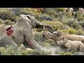 Rinoceronte Desafia Elefante Africano E Leva A Pior (Elefante vs Rinoceronte)