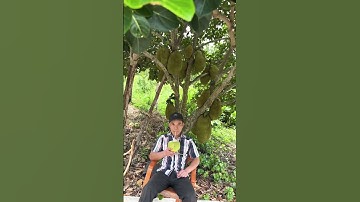 Tốn tiền ✈️ về VN, chỉ để uống nước dừa quê nhà.. #farming #camping