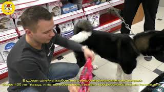 Как подобрать ездовую шлейку для собаки Как подобрать ездовую шлейку для собаки