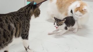 The Little Kitten Hissed at The Big Cat │ Episode.3