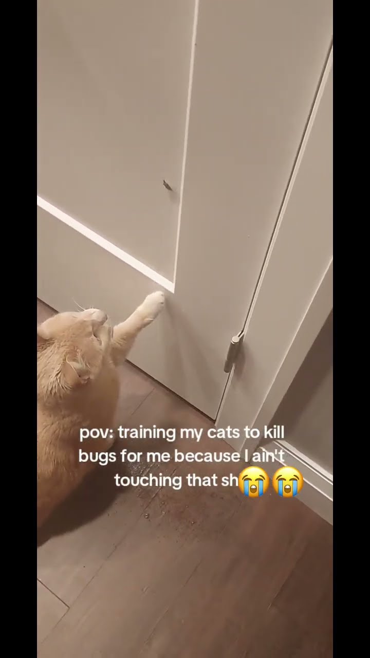 Prvnci training the Kittyo for epic battle they are not playing