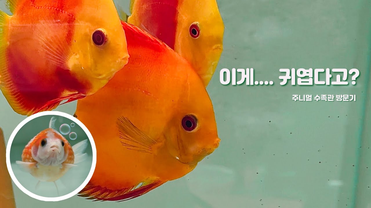 무서운데 왜 귀엽지😳🐟🫧 | 주니멀 수족관 방문기 (중대형어 편)